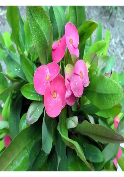 Videolu 3 Adet Sarı/kırmızı/pembe Dikenler Tacı Çiçeği 10-15 Cm Tüplü Çiçekli Bodur Euphorbia Milii