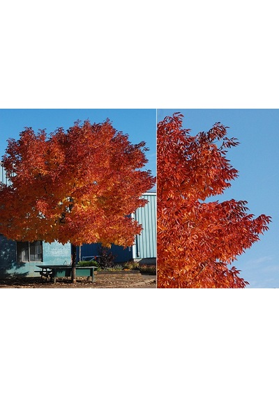 Amerikan Dişbudak Fidanı - Fraxinus Americana