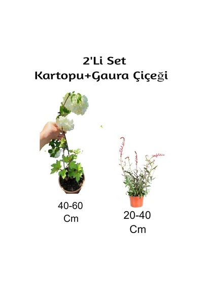 Kartopu+ Gaura Çiçeği 2'li Set Dış Mekan Bitkisi