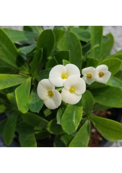 Beyaz Euphorbia Milii - Dikenler Tacı Küçük Saksıd