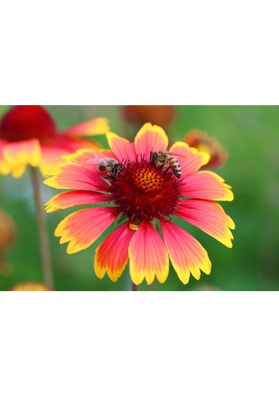 GAYRET ÇİÇEĞİ - Gaillardia Grandiflora 20'li Set