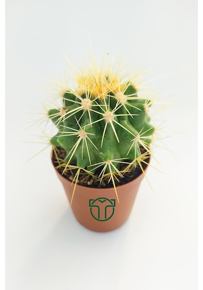 Altın Fıçı Kaktüsü. Echinocactus Grusonii. 5.5 Cm