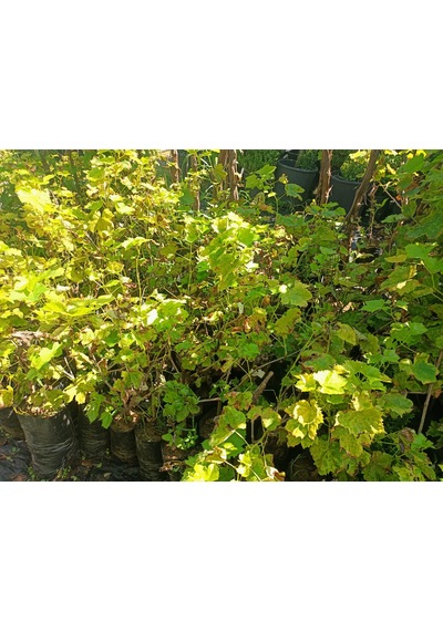 Yeşil Deniz Fidancılık Tüplü Kara Üzüm Fidanı 40-50 Cm