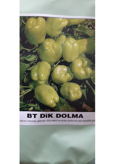 Kolukısa Tarım Dik Dolma Biber Tohumu