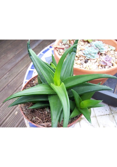 Haworthia Pentagona 10 Adet