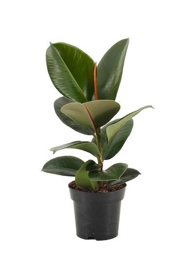 Videolu Kauçuk Bitkisi Tek Dal 1 Adet Saksılı 40-60cm Iç Mekan Salon Bitkisi Ficus Elastica