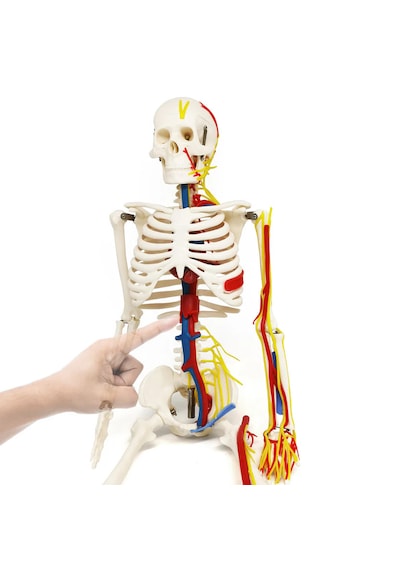 İnsan İskeleti Modeli Sinirler, Kan Damarları Ve Kalp İçerir , 85 Cm - İskelet Maketi 01