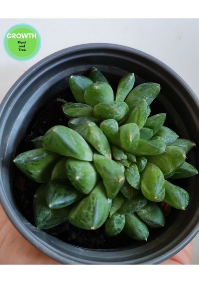 Haworthia Cymbiformis Group 1 Adet