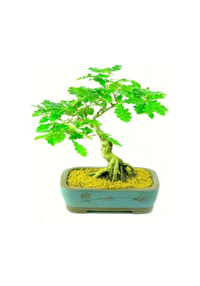 Bodur Bonsai Meşe Ağacı Tohumu Yetiştirme Kiti