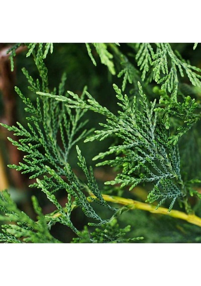 Videolu Özel Tür 1 Adet Leylandi Fidanı 30-60 Cm Saksılı\tüplü Leyland Sapling