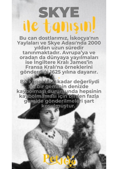 Petjoo 6.Skye Sarı-Gri Qr'lı Köpek Künyesi