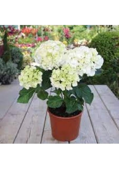 Ortanca Fidanı Hydrangea Macrophylla , Beyaz