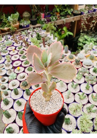Kalanchoe Fedschenkoi Pembe Kalanchoe Koleksiyonluk Tür