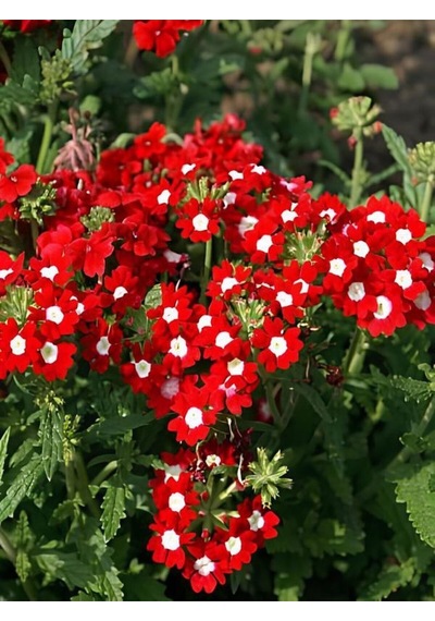 Videolu Yayılıcı Kırmızı Mine Çiçeği 1 Adet Saksılı 15-30 Cm Bahçe Yer Bitkisi Verbena Officinalis