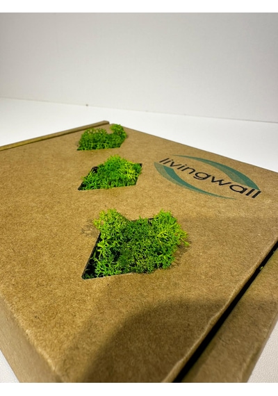 Reindermoss, Şoklanmış Norveç Yosunu, Terarium Yosunu, Grass Green Light