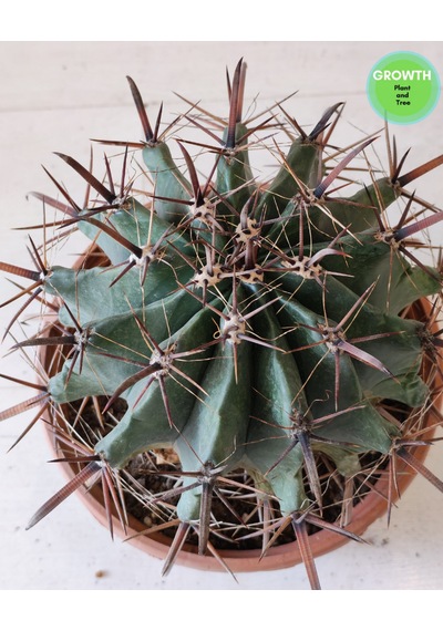 Ferocactus Peninsulae 1 Adet