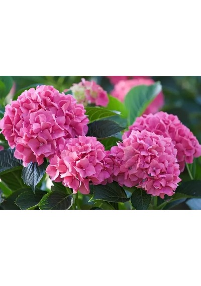 2 Yaş 3-4 Gövdeli Pembe Ortanca Çiçeği-40-60 Cm