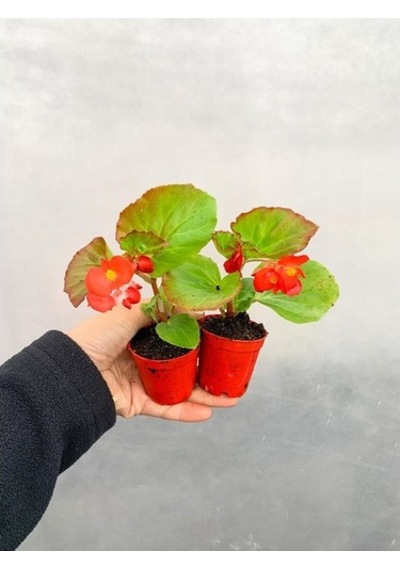 Karışık Renk Şeker Begonya Kırmızı-pembe-beyaz 1 Adet 10-20 Cm