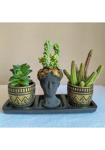 Kaktüs & Sedum 3'lü Sukulent Seti | Helen Siyah & Gold Seri