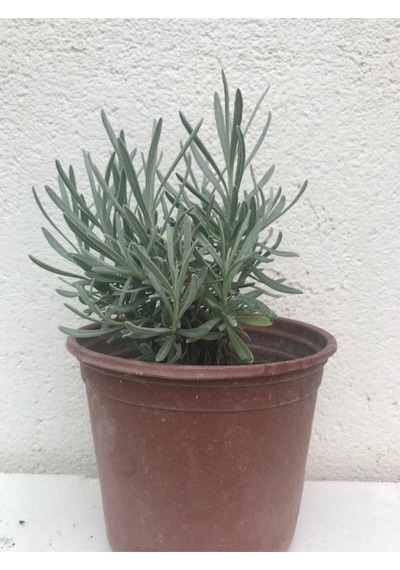 Yoğun Kokulu Aromatik Lavanta Fidanı 10-20 Cm