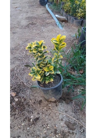 5 Adet Gold Taflan Fidanı 20-40 Cm altuni Taflan