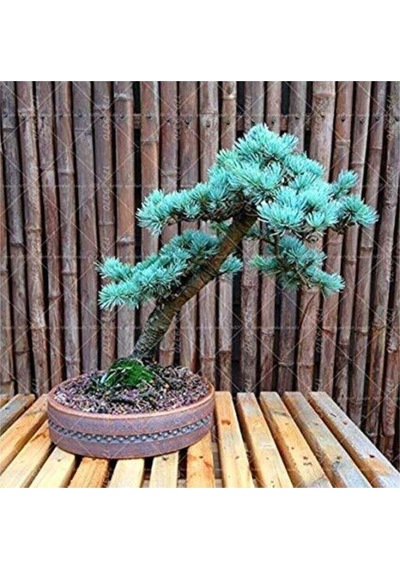 Bodur Mavi Selvi Bonzai Ağacı Tohumu 5 Adet Bonsai Ağacı Tohumu