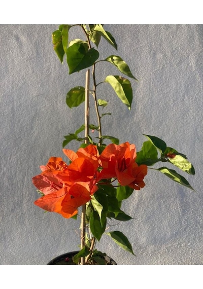 Turuncu Sarmaşık Begonvil 40 70 Cm 1 Adet Saksılı Çiçekli Bitki Bougainvillea