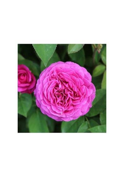 4 Adet Sarmaşık Gül Fidanı Isparta Gülü Rosa Rampicanti 10-20 Cm
