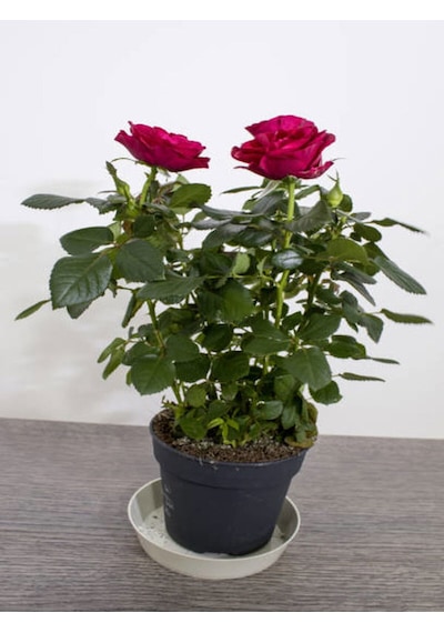 Videolu Yediveren Fuji Kokulu Gül Fidanı 30-65 Cm Saksılı Aşılı Gül Rose Bush