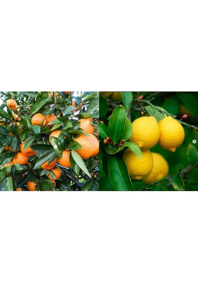 Tüplü Aşılı Bodur Yediveren Limon+Okitsu Mandalina