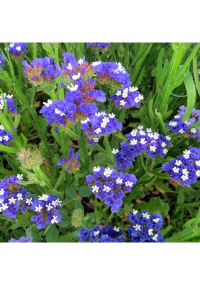 Limonium Sinuatum Deep Mavi Deniz Lavantası Tohumu 30 Tohum N111354