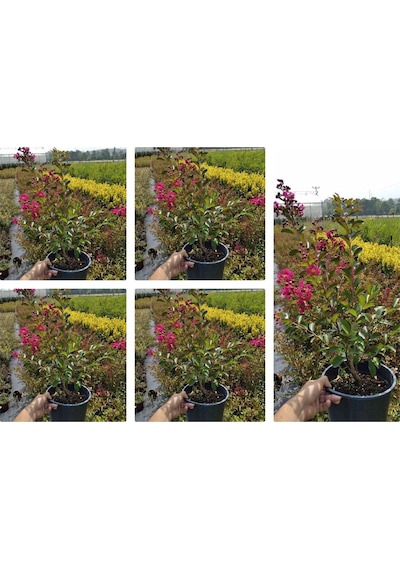 Videolu Pembe Oya Ağacı Çiçeği Fidanı 10 Adet Ayrı Saksılı Lagerstroemia İndica