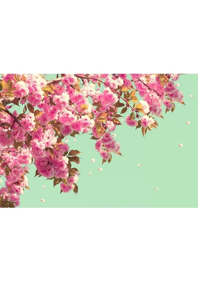 Pembe Çiçekler Duvar Kağıdı