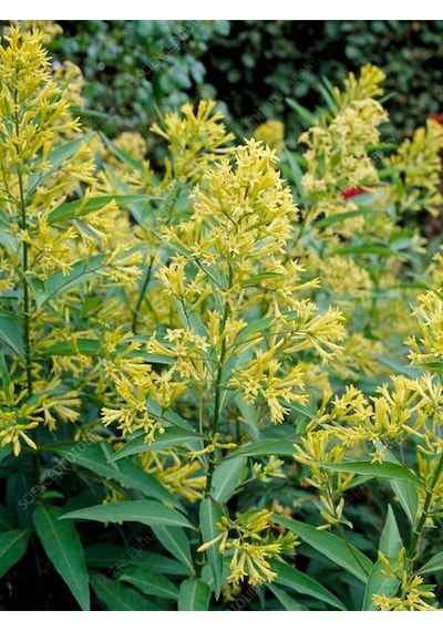 Videolu Yoğun Kokulu Melisa Parfüm Çiçeği Bitkisi 1 Adet Saksılı/ Tüplü 40-60 Cm Cestrum Parqui