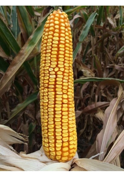 Dekalb Dkc6980 Geçci Danelik Mısır Tohumu
