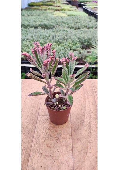Thebestonline Kalanchoe Pink Butterflies Pembe Aşkın Gözyaşı 5.5 Cm Saksıda 1 Adet