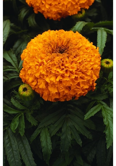 Fransız Kadife Çiçeği Tohumu Bodur Petite Serisi Karışım Tagetes