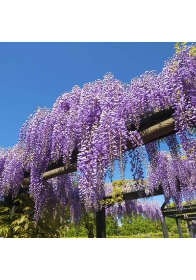 Mor Salkım Fidanı Wisteria Sinensis 80-100 Cm 2 Adet
