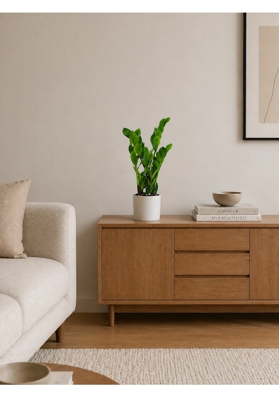 Zamia Bitkisi - Zeze Çiçeği Beyaz Seramik Saksıda 40-50 Cm