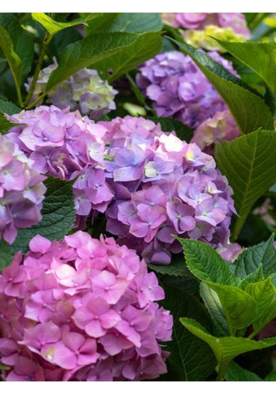 Mor 1 Adet Ortanca Fidanı Büyük Boy 80-110cm Saksılı Azalea Seedling