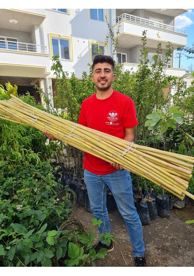 Bambu Fidan Bitki Destek Çubuğu 50 Adet 2 Metre Boy
