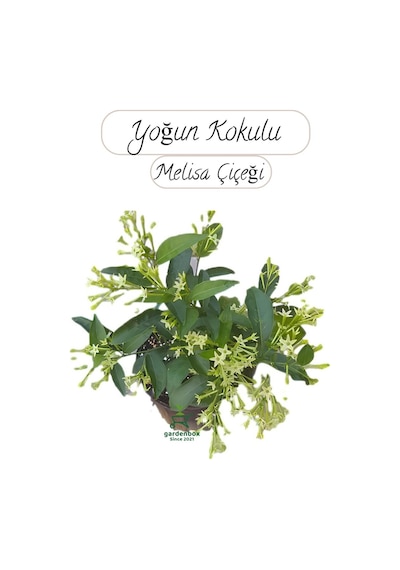 Saksıda Melisa Çiçeği 30-40cm Gece Sefası Çiçeği