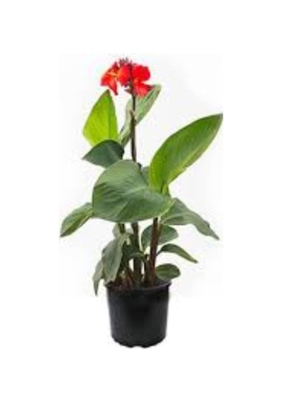 Canna Kana Zambağı Tespih Çiçeği Fidanı 10-20 Cm