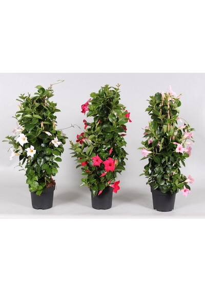 Mandevilla Sarmaşığı 3'lü Set 40 - 60 Cm
