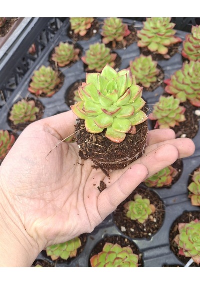 Foliumbotanik Echeveria, Özel Çeşit Sukulent Diğer