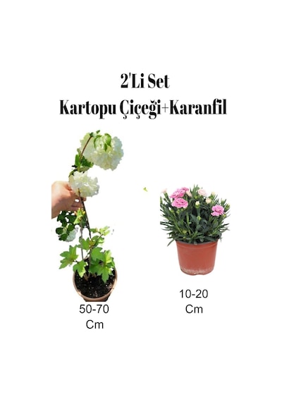 2'li Set Kartopu Fidanı+ Pembe Karanfil Çiçeği Dış Mekan Bitkisi