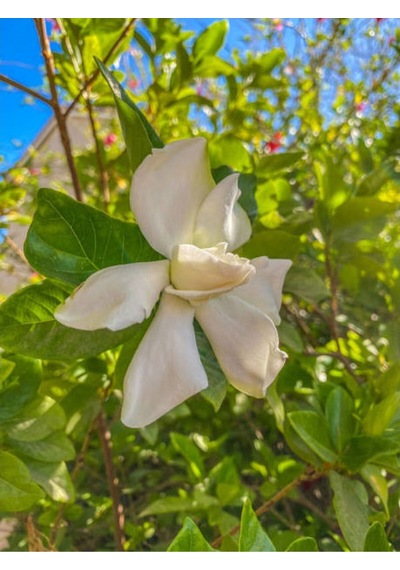 Ithal Muhteşem Kokulu 1 Adet Gardenya Çiçeği 30-45cm Saksılı Gardenia Flower