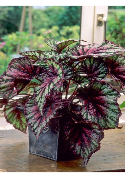 Videolu Pembe Alaca Yapraklı Begonya 1 Adet Saksılı 15-25cm Iç Mekan Bitkisi Rex Tango Begonia