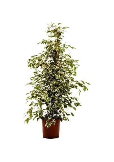 Alaca Yapraklı Benjamin 60 cm