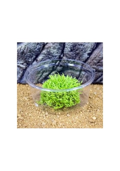 Ayrex Utricularia Graminifolia In Vitro Canlı Bitki